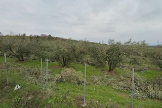 ΕΛΙΕΣ 25 ΕΤΩΝ ΓΙΑ ΚΑΛΟΠΙΣΜΟ Η ΜΕΤΑΦΥΤΕΥΣΗ