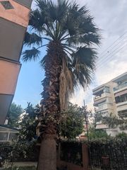 Φοίνικας 9 μέτρων
