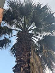 Φοίνικας 9 μέτρων-thumb-1