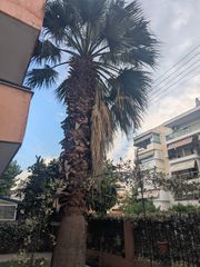 Φοίνικας 9 μέτρων-thumb-3