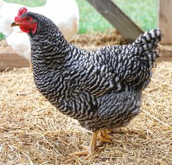 Barred Plymouth Rock / Sussex ζητουνται .