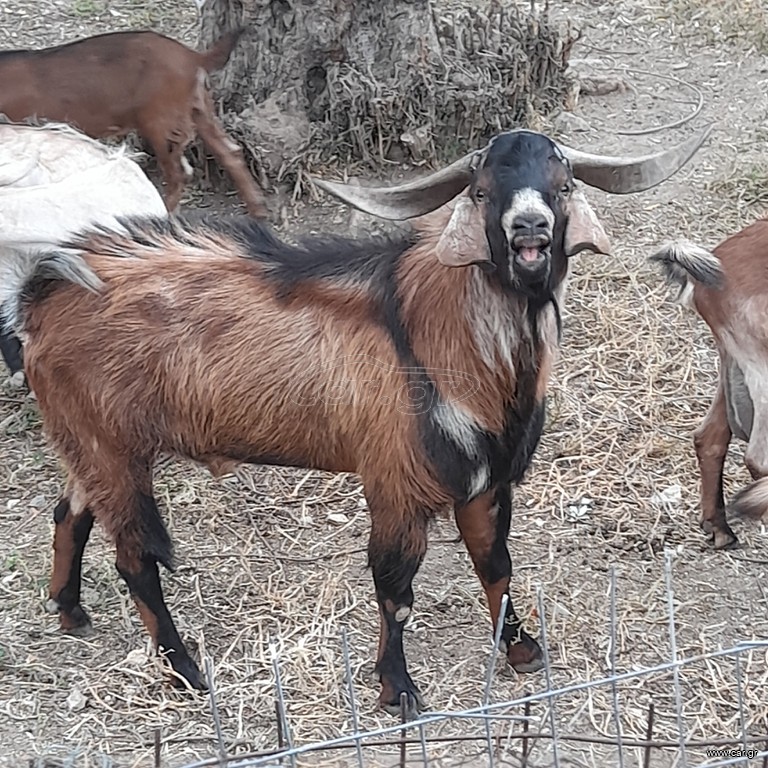 Τράγος Δαμασκου