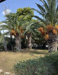 3 Φοίνικες Phoenix canariensis (Κανάριοι Φοίνικες) 30+ ετών