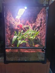 Premium Bioactive Terrarium ecosystem
