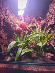 Premium Bioactive Terrarium ecosystem-thumb-1
