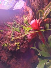 Premium Bioactive Terrarium ecosystem-thumb-2