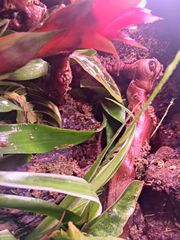 Premium Bioactive Terrarium ecosystem-thumb-3
