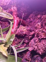 Premium Bioactive Terrarium ecosystem-thumb-4