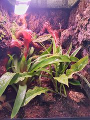 Premium Bioactive Terrarium ecosystem-thumb-5