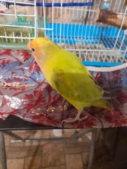 Πωλείται παπαγαλος lovebird