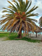 Φοινικας Καναριος Phoenix canariensis