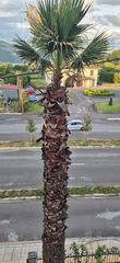Φοινικας 30 ετων-thumb-2