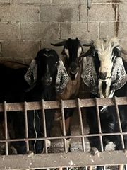 ΠΩΛΕΊΤΑΙ κατσίκι αρσενικό Αγγλονουβιανής φυλής