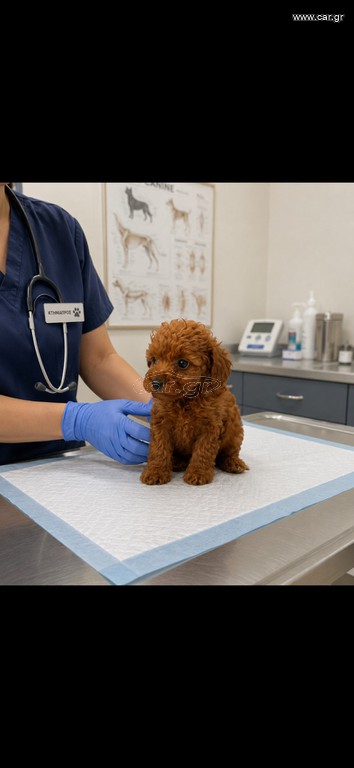 Poodle toy pedigree με απόδειξη