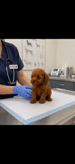Poodle toy pedigree με απόδειξη