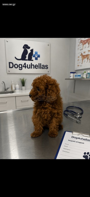 Poodle toy pedigree με γραπτή εγγύηση