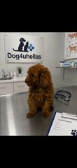 Poodle toy pedigree με γραπτή εγγύηση