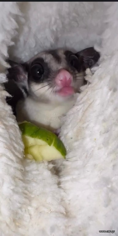 Sugar Glider