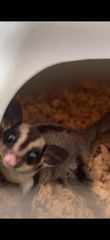 Sugar Glider-thumb-1