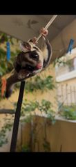 Sugar Glider-thumb-2