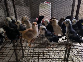 Διαθέσιμα πουλιά από καθαρόαιμες ράτσες