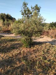 Δέντρο Ελίας 50 ετών-thumb-2