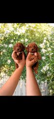 Poodle toy pedigree με γραπτή εγγύηση