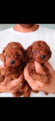 Poodle toy pedigree trace control