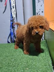 caniche poodle