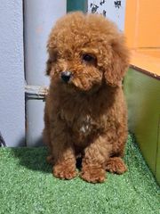 caniche poodle-thumb-2