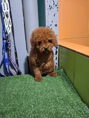caniche poodle-thumb-3