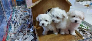 maltese mini