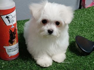 maltese mini-thumb-1