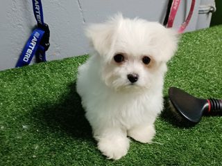 maltese mini-thumb-2