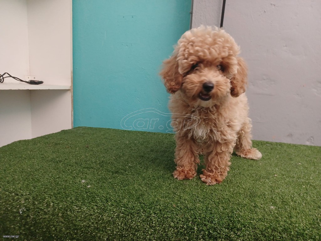 canishe poodle