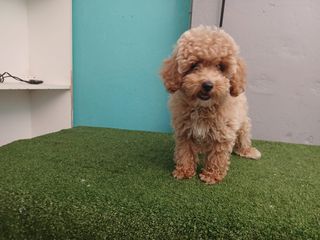 canishe poodle