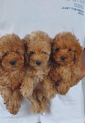 canishe poodle-thumb-1