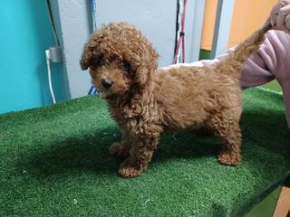 canishe poodle-thumb-2