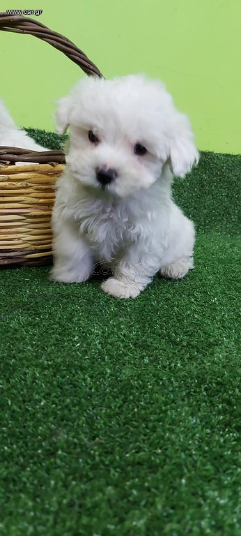 maltese mini