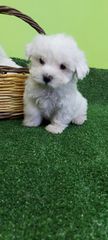 maltese mini
