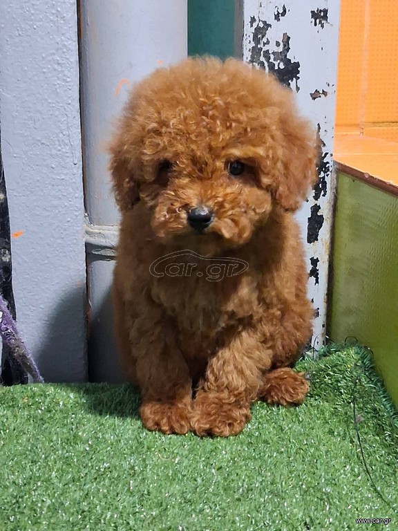 caniche poodle