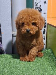caniche poodle