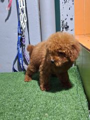 caniche poodle-thumb-1