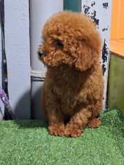 caniche poodle-thumb-2