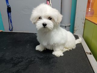 maltese mini