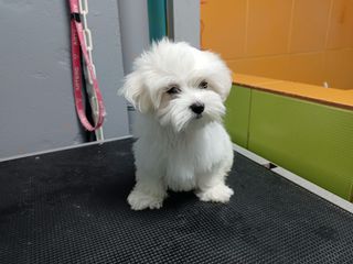 maltese mini-thumb-1