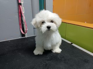 maltese mini-thumb-2