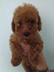 caniche poodle