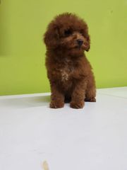 caniche poodle-thumb-1