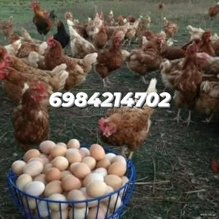 Κότες και κοκόρια
